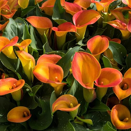 Orange Bonsai Calla Lily Flower Seeds
