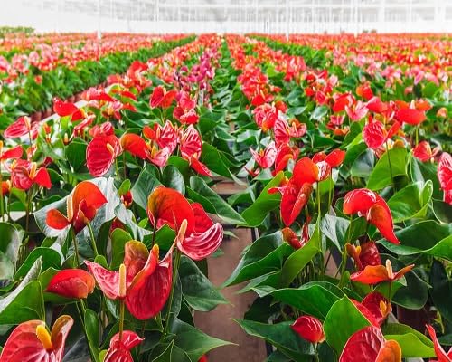 red blooming anthurium flower