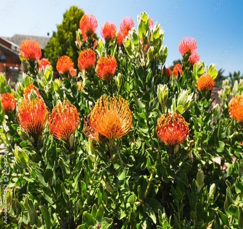 Protea Flower Seeds