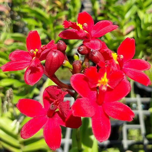 Red Epidendrum rubrum Flower Seeds