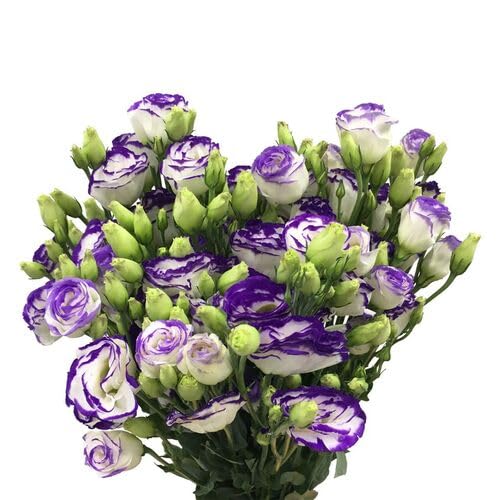 White Purple Eustoma Flower Seeds