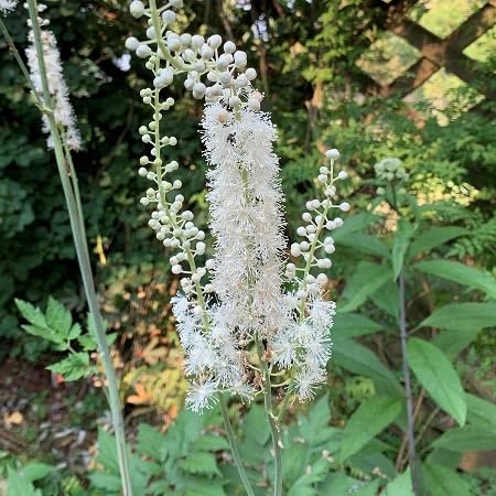 Cohosh Flower Seeds
