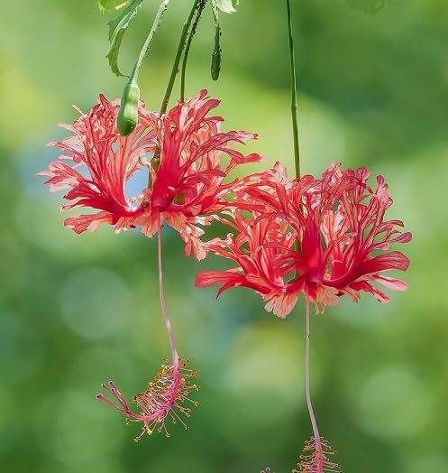 RED HIBISCUS SCHIZOPETALUS Flower Seeds