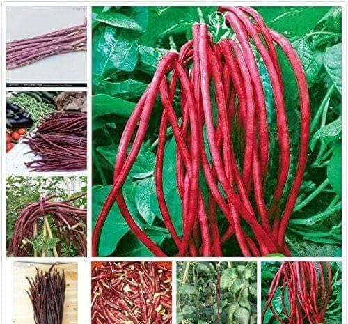 Red Beans vegetable seeds - Heirloom, Organic, Non Gmo Garden Seeds for kitchen garden planting