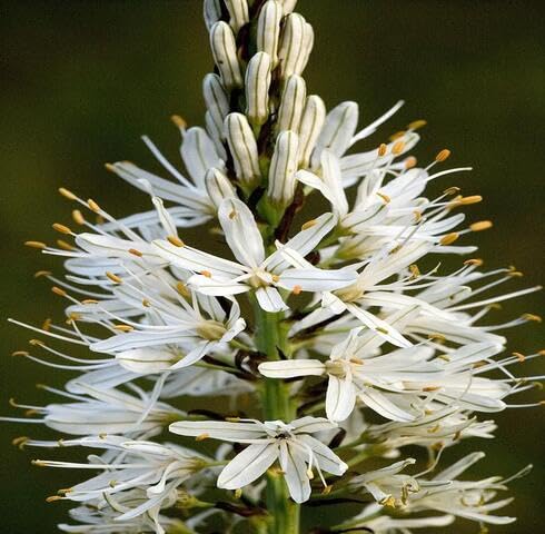 White Asphodelus Flower Seeds
