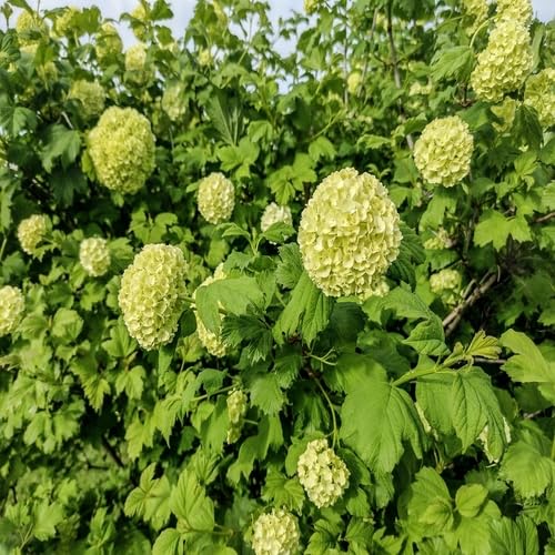 Green Light Viburnum Flower Seeds