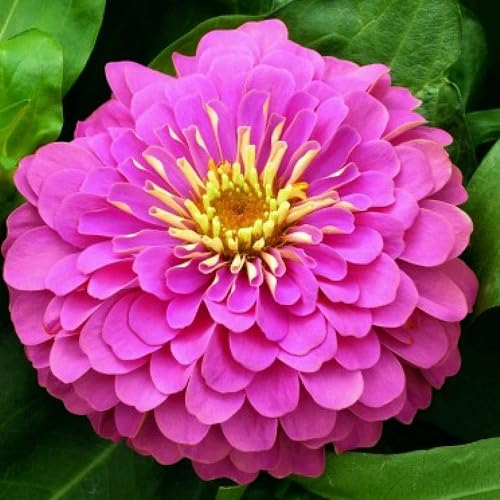 Pink Gentian Flower Seeds
