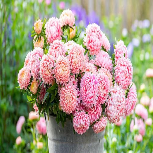 Pink Light Bleeding Heart Flower Seeds