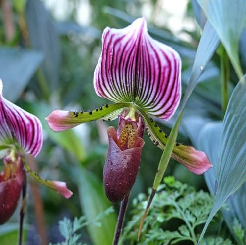 Red Lady Slipper Flower Seeds