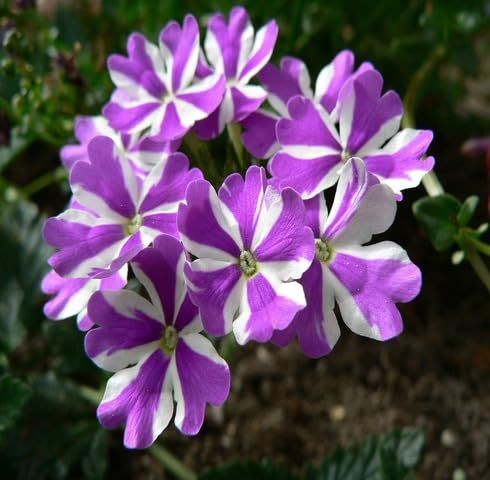 Pink White Verbena Flower Seeds