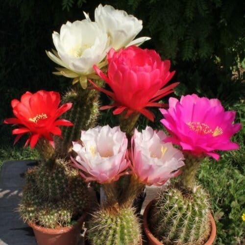 Echinopsis Flower Seeds