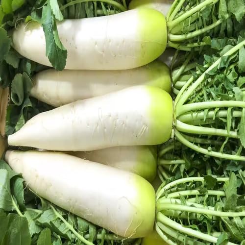 White Daikon Radish vegetable seeds - Heirloom, Organic, Non Gmo Garden Seeds for kitchen garden planting