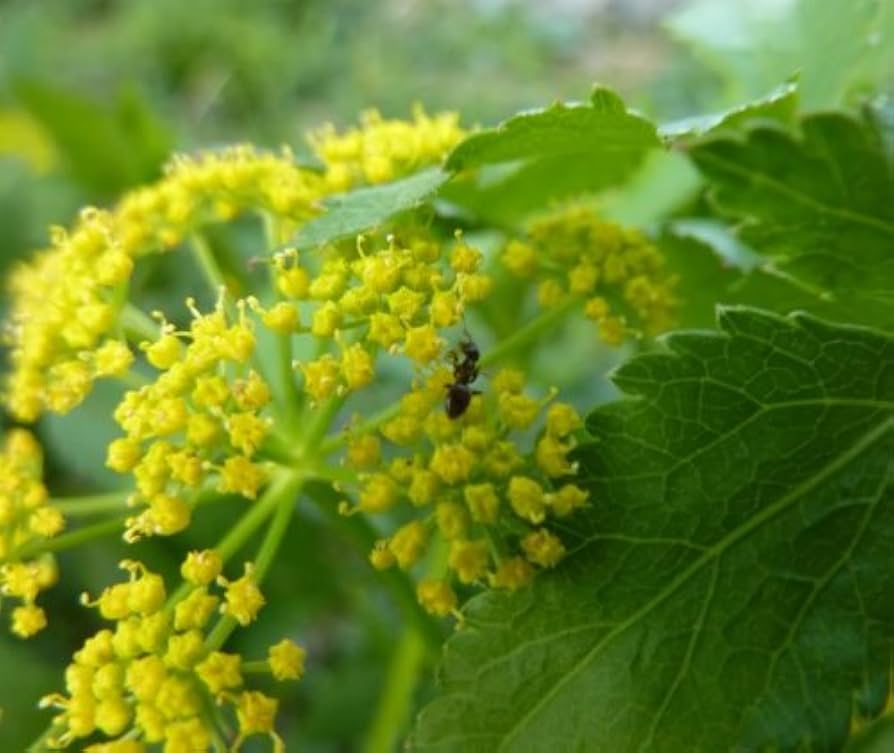Golden Alexander Zizia Aurea