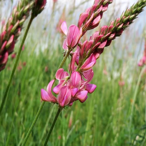 Viciifolia Flower Seeds