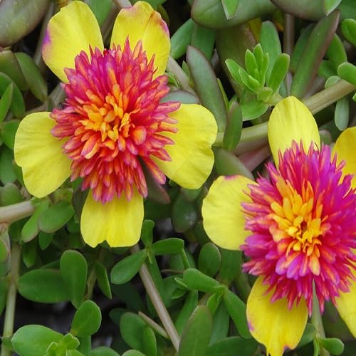 Pink Yellow Purslane Flower Seeds
