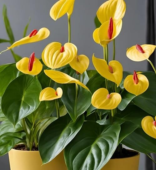 Yellow Anthurium Flower Seeds