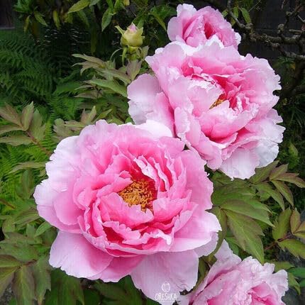 pink peony flower seeds