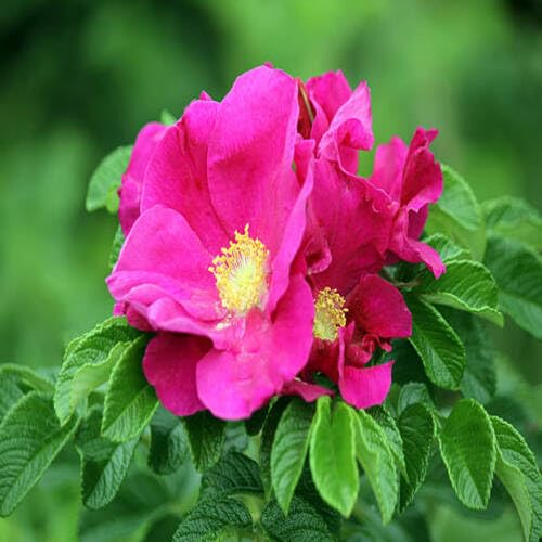 Rugosa Rose Flower Seeds