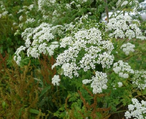 White Hemlock Flower Seeds