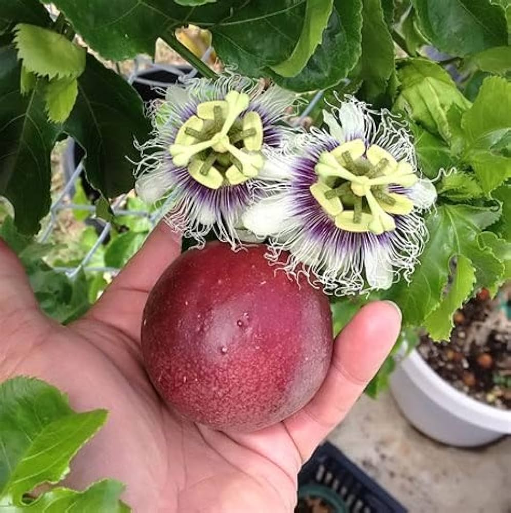 passion fruit passiflora edulis in urban garden