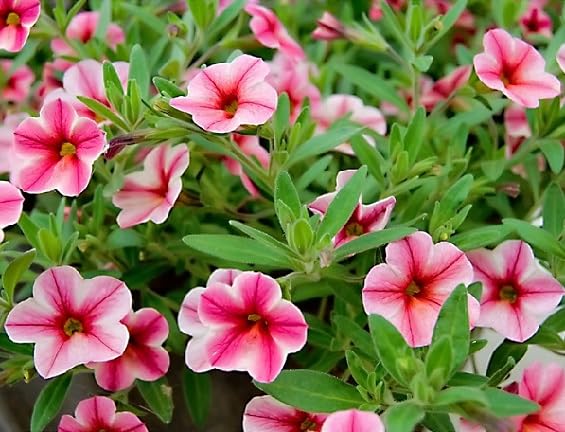 Mixed Calibrachoa Petunia Flower Seeds