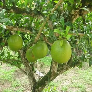 Crescentia Alata Fruit For Unique Exotic Tropical For Backyard Cultivation Fruit Seeds