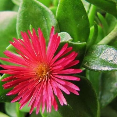 Pink Aptenia Flower Seeds