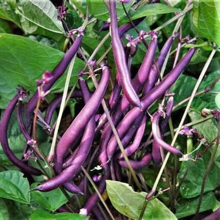 Purple String Beans Seeds,Purple vegetable seeds for Home Gardening, Premium Kitchen Garden for kitchen garden planting