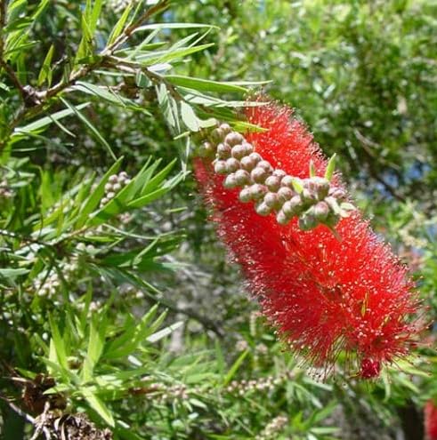 Red Melaleuca salicina Flower Seeds