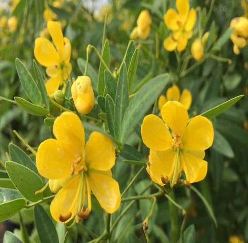 Yellow Cassia Corymbosa Flower Seeds