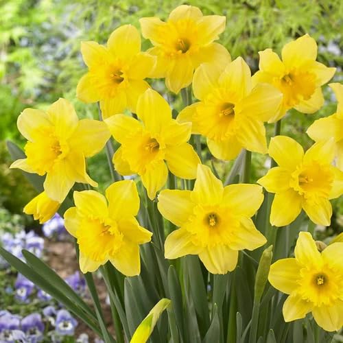 yellow daffodil flower seeds