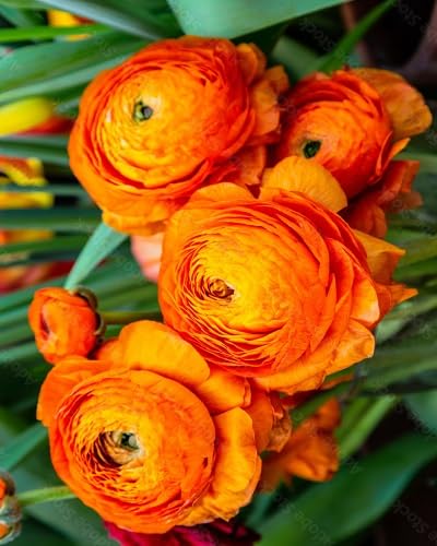 Orange Peony Flowers Seeds