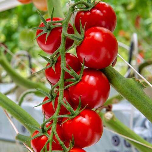 red Tomato vegetable seeds for Home Gardening, Natural Farm Fresh Gardening Choice for kitchen garden planting
