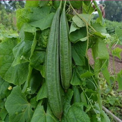 Ridge Gourd . vegetable seeds - Heirloom, Organic, Non Gmo Garden Seeds for kitchen garden planting
