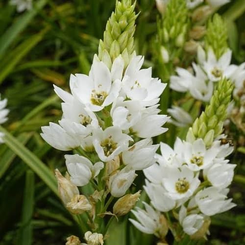 White Chincherinchee Flower Seeds