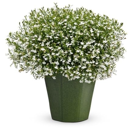 Regatta Flower Seeds