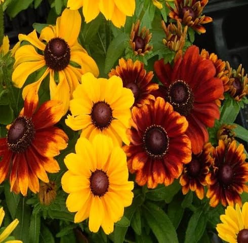 Mixed Rudbeckia Flower Seeds