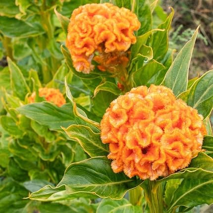 Orange Celosia Flower Seeds