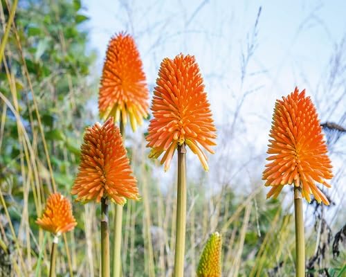 Orange Kniphia Uvaria Flower Seeds