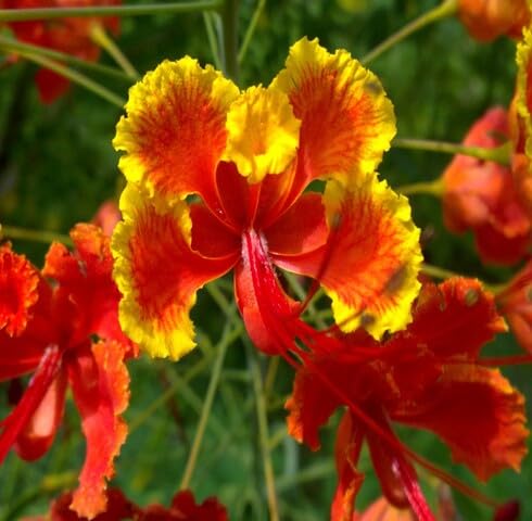 Yellow Orange Caesalpinia Flower Seeds