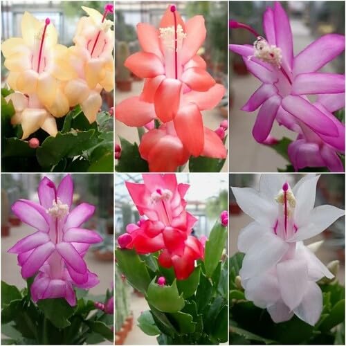 Mixed Schlumbergera Flower Seeds