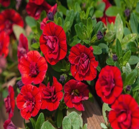 Calibrachoa Flower Seeds
