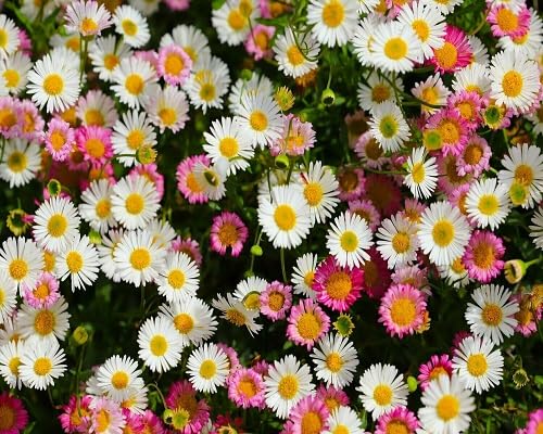 erigeron flower seeds mix