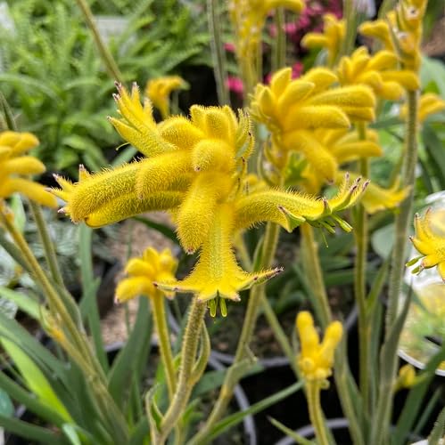 Yellow Anigozanthos Hybrid Flower Seeds