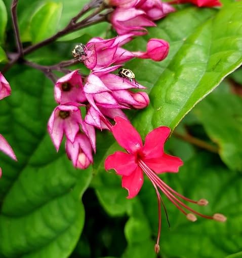 Red Clerodendrum thomsoniae Flower Seeds