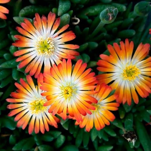 Orange Delosperma Flowers Seeds
