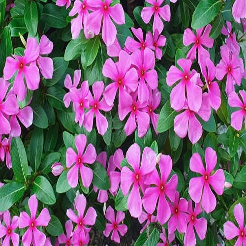Roseus Flower Seeds