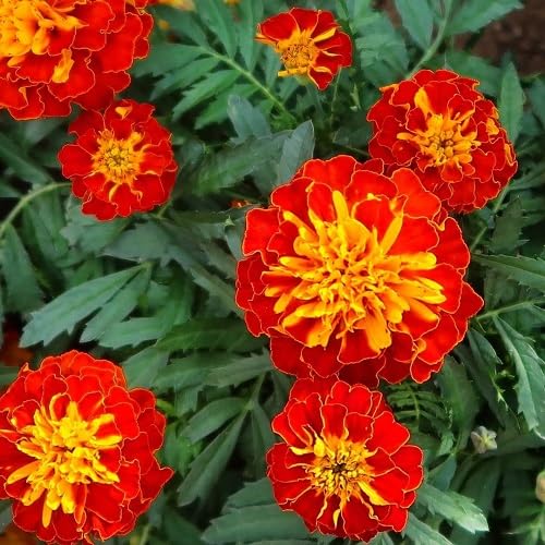 Red Marigold Tagetes Flower Seeds
