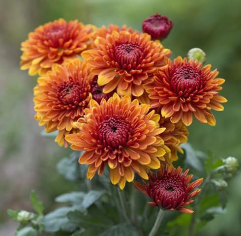 Orange Chrysanthemum Flower Seeds