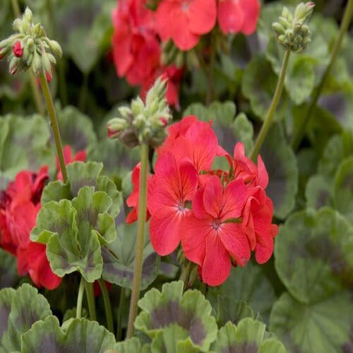Red Geranium Flower Seeds
